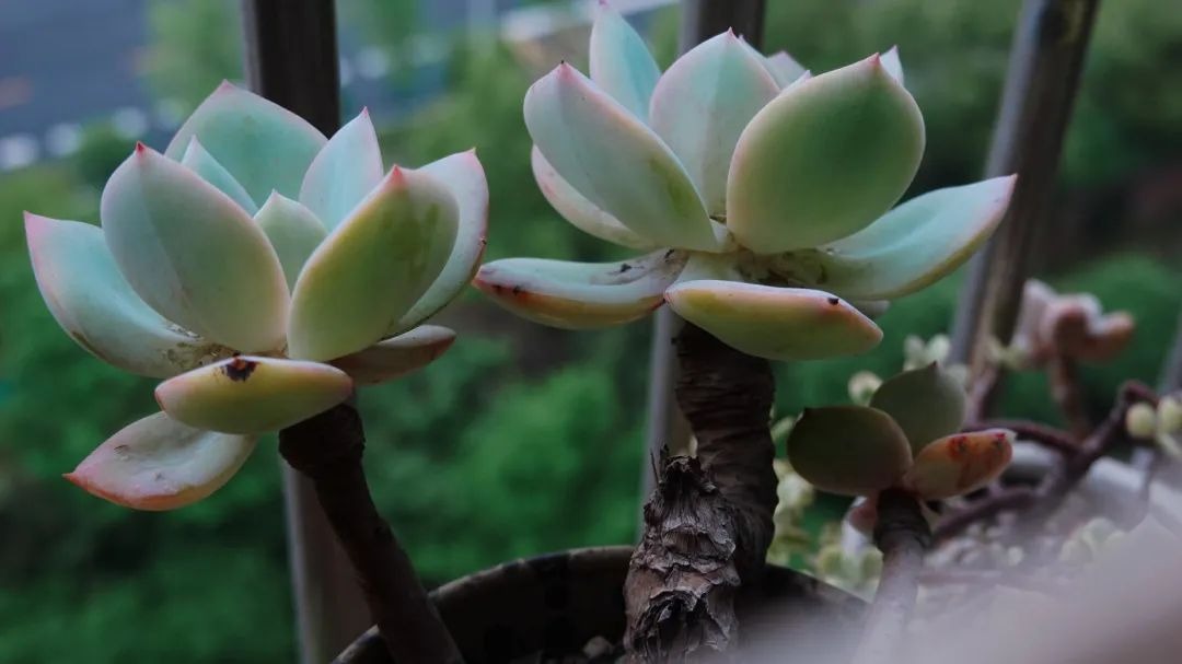 BTV kỳ cựu rời đài truyền hình vì áp lực: Dốc sạch tiền mua nhà "chữa lành", sống 1 mình hạnh phúc - Ảnh 9. BTV kỳ cựu rời đài truyền hình vì áp lực: Dốc sạch tiền mua nhà "chữa lành", sống 1 mình hạnh phúc - Ảnh 9.