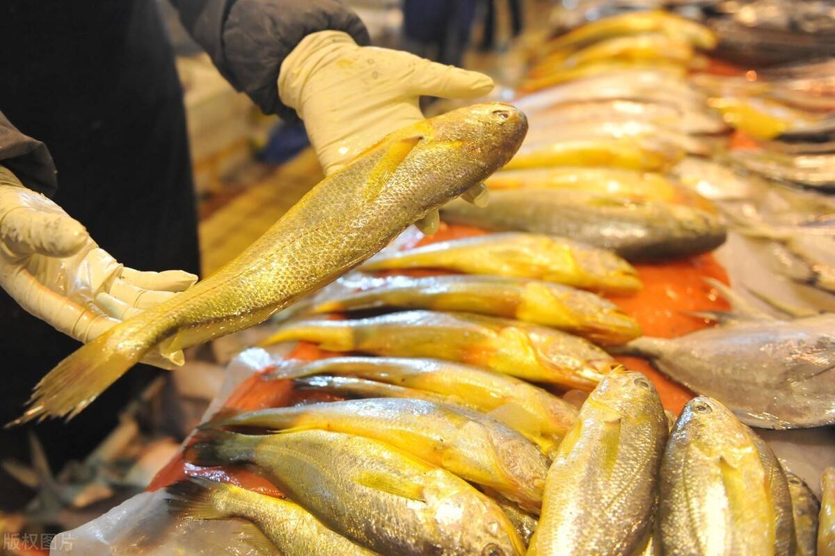 Người sành ăn khi mua cá thường chỉ chọn 5 loại cá biển này: Không thể nuôi nhân tạo, hoàn toàn là cá đánh bắt tự nhiên, "vựa dinh dưỡng" ẩn giấu của biển cả- Ảnh 3.