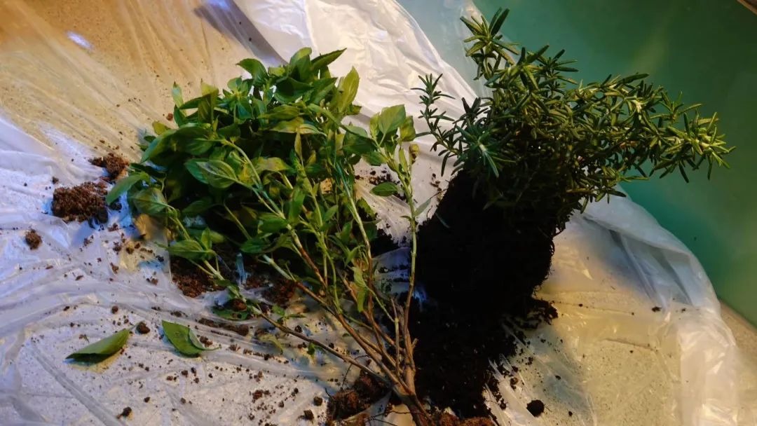 BTV kỳ cựu rời đài truyền hình vì áp lực: Dốc sạch tiền mua nhà "chữa lành", sống 1 mình hạnh phúc - Ảnh 8. BTV kỳ cựu rời đài truyền hình vì áp lực: Dốc sạch tiền mua nhà "chữa lành", sống 1 mình hạnh phúc - Ảnh 8.