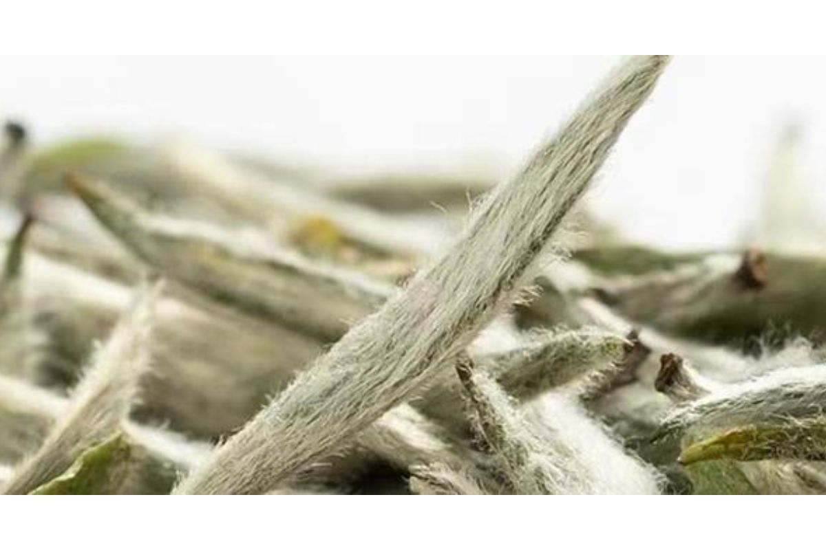 Loại trà gần 700 triệu đồng/kg ở Việt Nam: Sống ở độ cao trên 1.500 m, có tới 3 lý do khiến giá đắt đỏ - Ảnh 1.