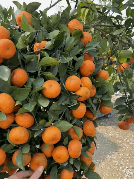 "Con mã" oách nhất Tết 2026: Cảnh tượng khiến 2 triệu người không tin, may mà có camera ghi lại- Ảnh 2.