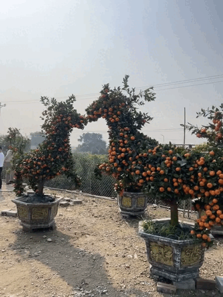 "Con mã" oách nhất Tết 2026: Cảnh tượng khiến 2 triệu người không tin, may mà có camera ghi lại- Ảnh 1.