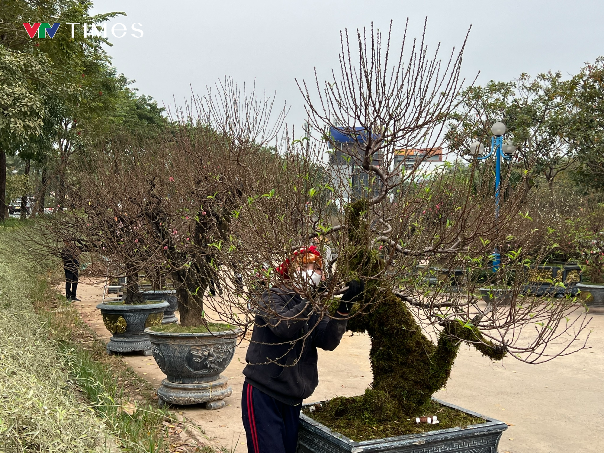 Ngỡ ngàng dàn "lão đào" Tây Bắc xuống phố Thủ đô, giá thuê hàng chục triệu đồng mỗi gốc - Ảnh 1.