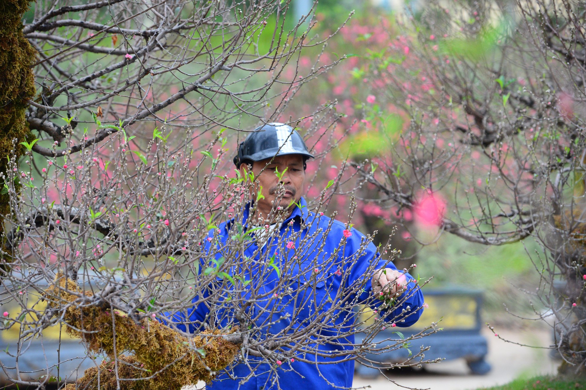 Ngỡ ngàng dàn "lão đào" Tây Bắc xuống phố Thủ đô, giá thuê hàng chục triệu đồng mỗi gốc - Ảnh 4.