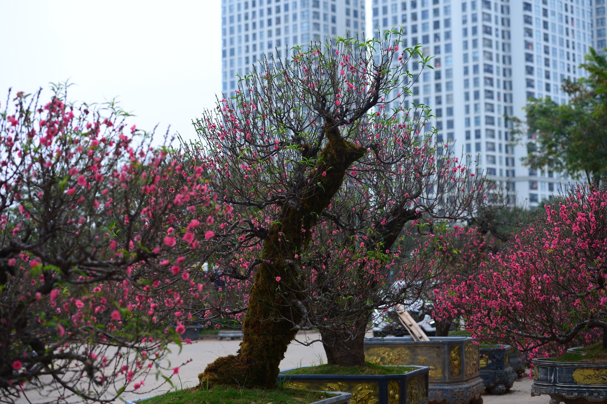 Ngỡ ngàng dàn "lão đào" Tây Bắc xuống phố Thủ đô, giá thuê hàng chục triệu đồng mỗi gốc - Ảnh 5.