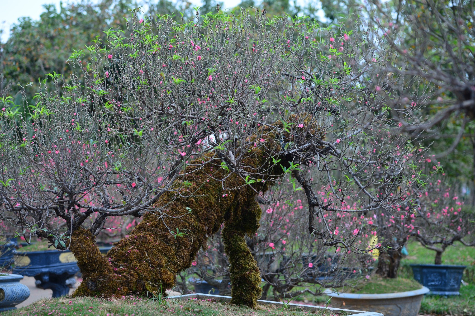 Ngỡ ngàng dàn "lão đào" Tây Bắc xuống phố Thủ đô, giá thuê hàng chục triệu đồng mỗi gốc - Ảnh 2.