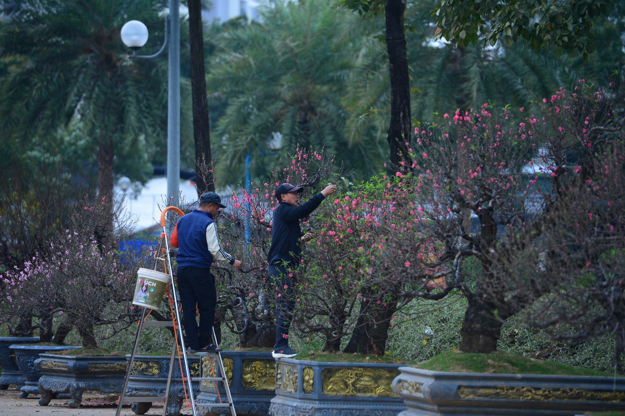 Ngỡ ngàng dàn "lão đào" Tây Bắc xuống phố Thủ đô, giá thuê hàng chục triệu đồng mỗi gốc - Ảnh 3.