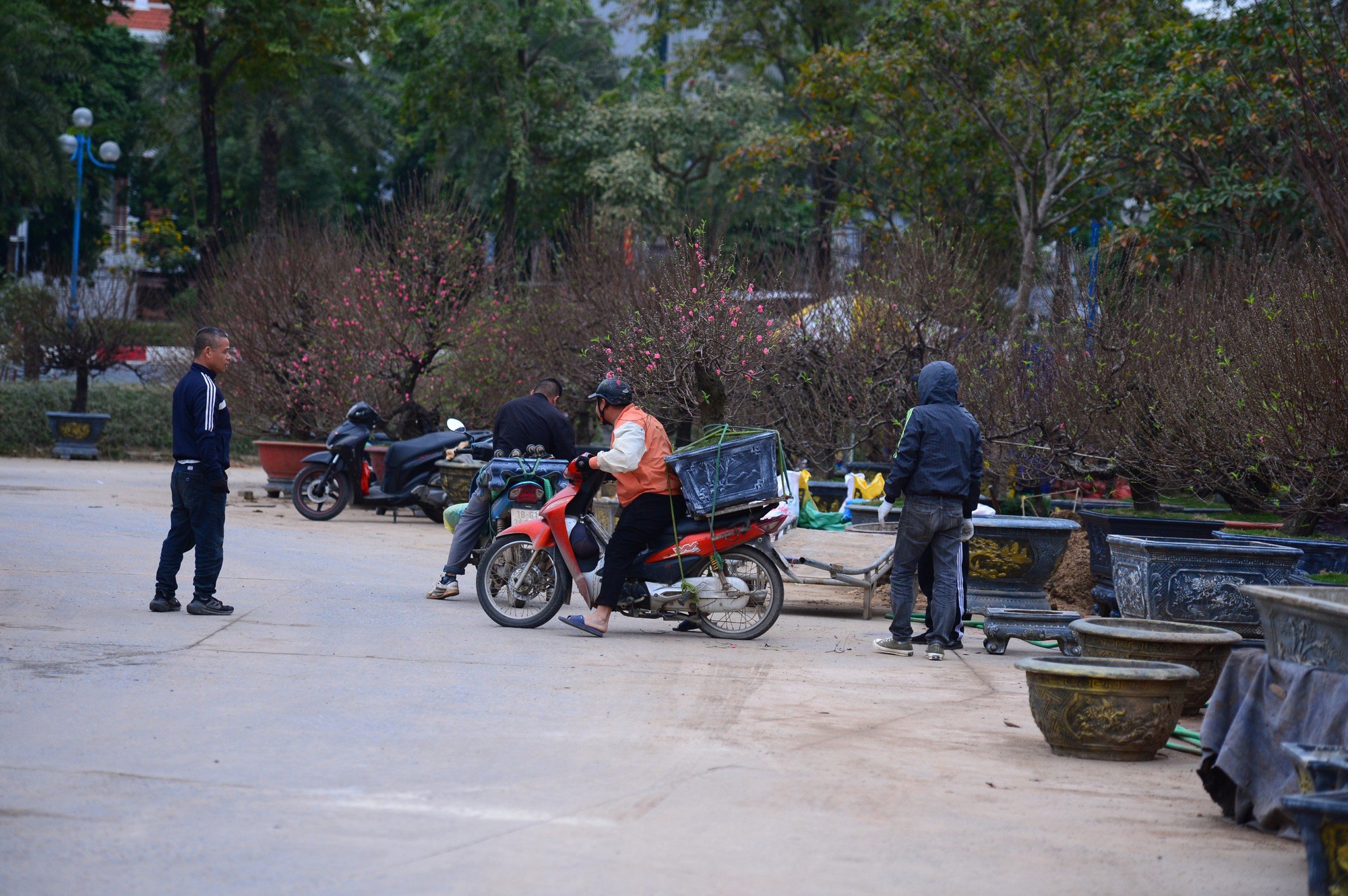 Ngỡ ngàng dàn "lão đào" Tây Bắc xuống phố Thủ đô, giá thuê hàng chục triệu đồng mỗi gốc - Ảnh 10.