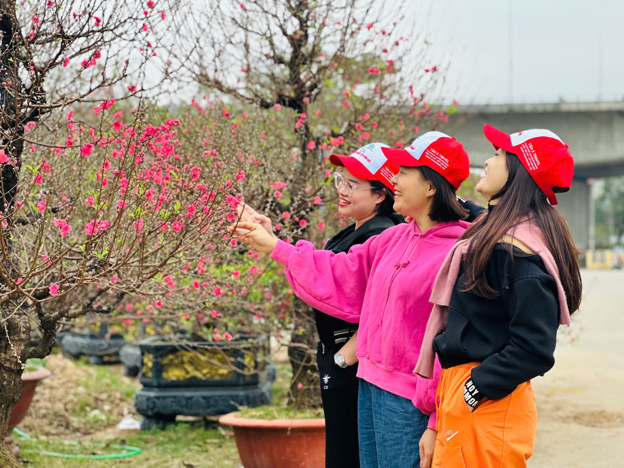 Ngỡ ngàng dàn "lão đào" Tây Bắc xuống phố Thủ đô, giá thuê hàng chục triệu đồng mỗi gốc - Ảnh 6.