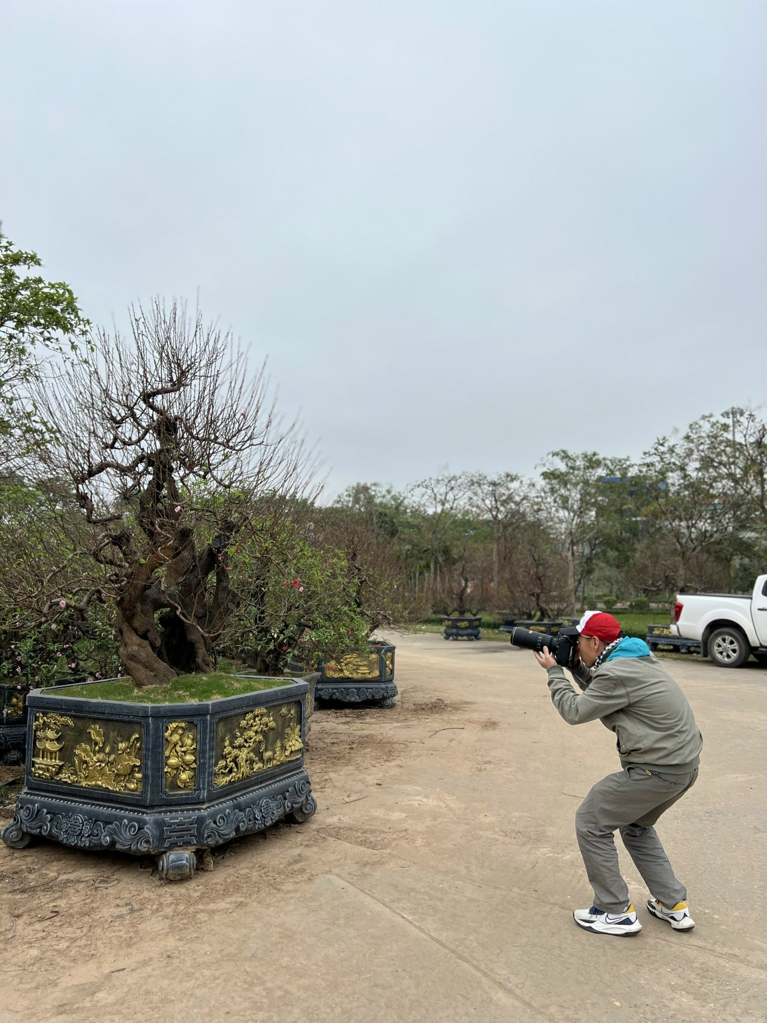 Ngỡ ngàng dàn "lão đào" Tây Bắc xuống phố Thủ đô, giá thuê hàng chục triệu đồng mỗi gốc - Ảnh 7.