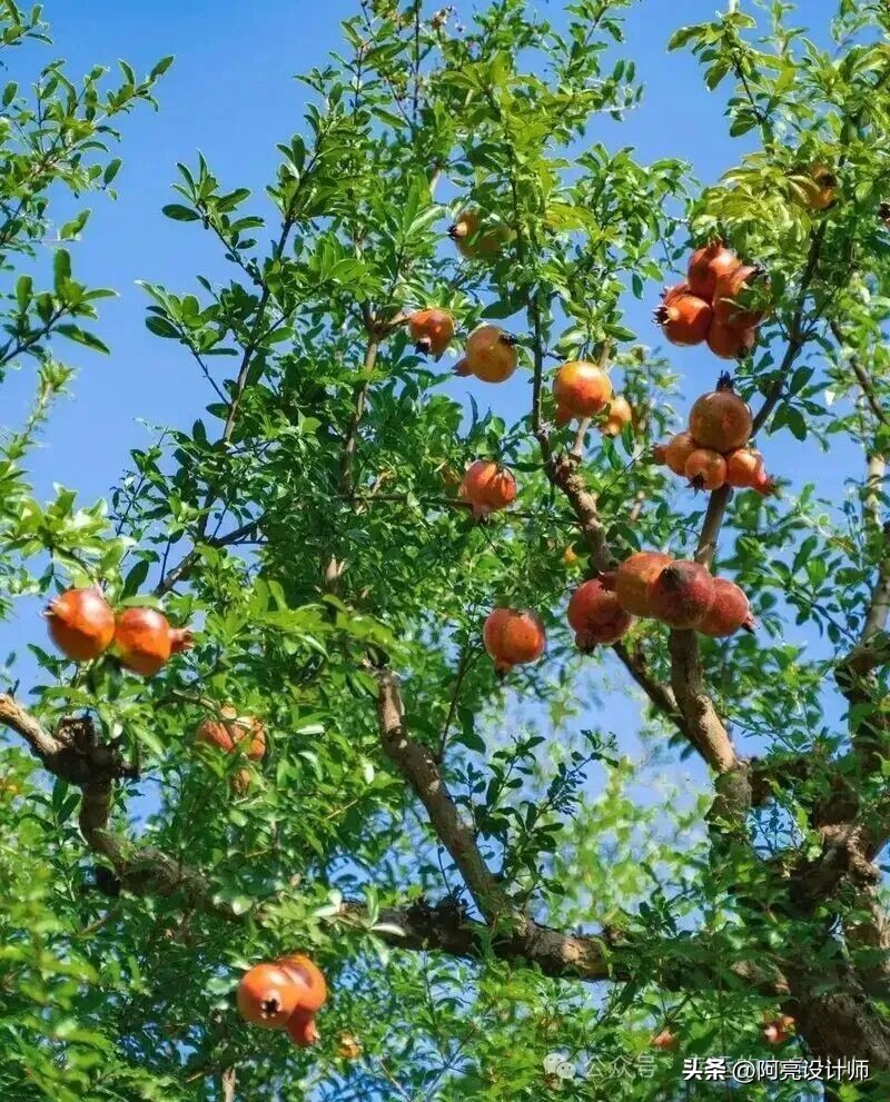 9/10 gia đình giàu lên theo năm tháng đều có chung 1 điểm: Trong nhà luôn có 1 trong 3 loại cây này- Ảnh 3.