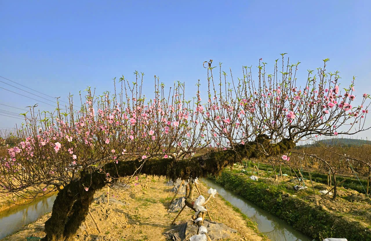 Hoa đào nở rộ, người trồng đào lo mất Tết - Ảnh 2.