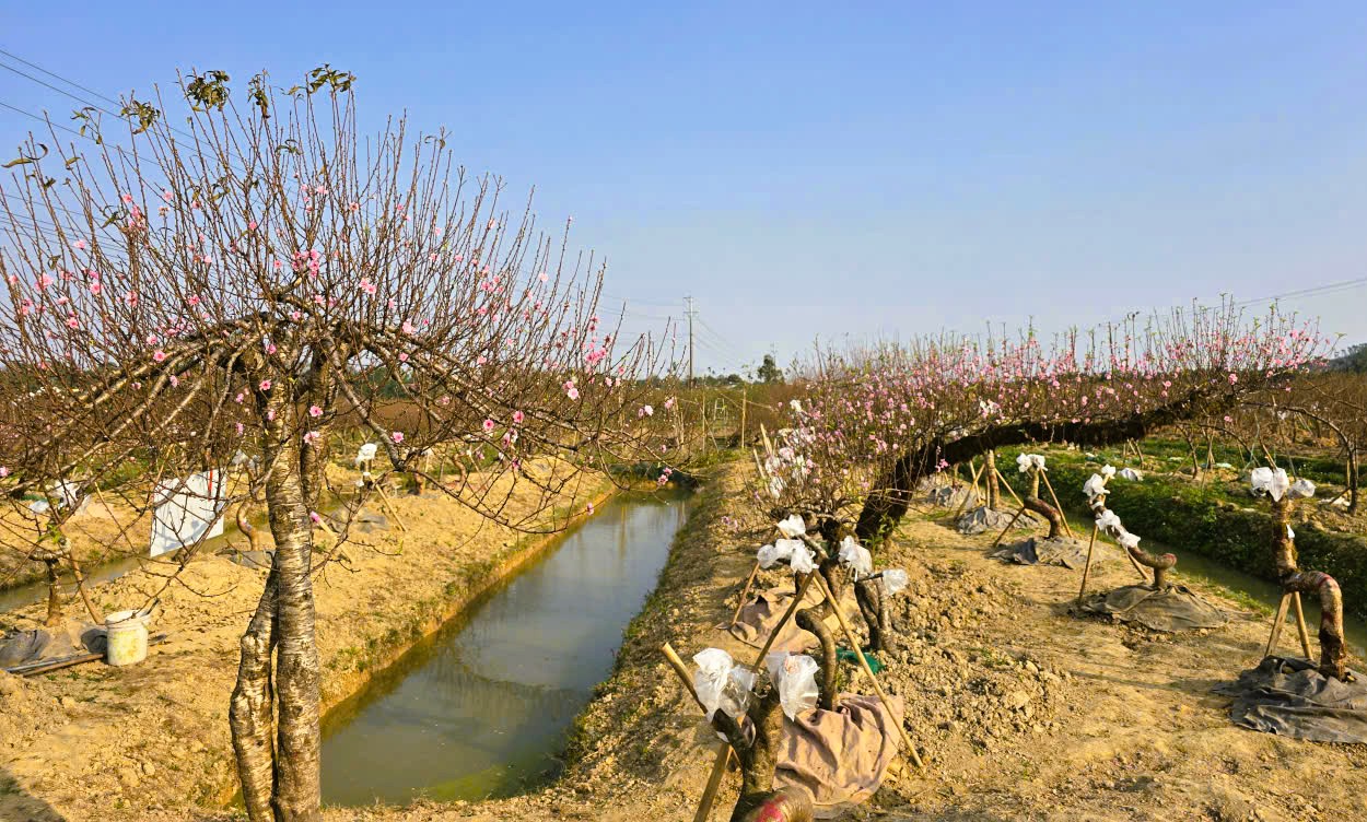 Hoa đào nở rộ, người trồng đào lo mất Tết - Ảnh 9.