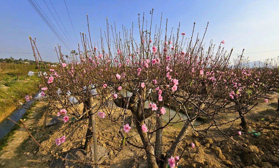 Hoa đào nở rộ, người trồng đào lo mất Tết - Ảnh 4.