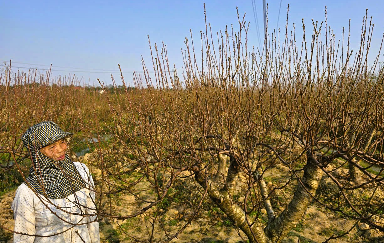 Hoa đào nở rộ, người trồng đào lo mất Tết - Ảnh 10.