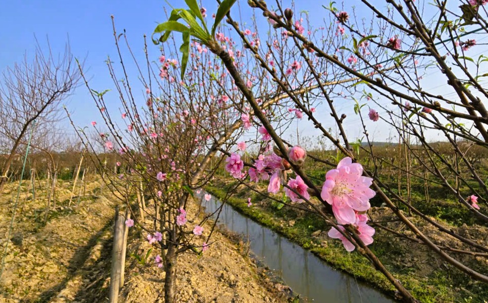 Hoa đào nở rộ, người trồng đào lo mất Tết - Ảnh 17.