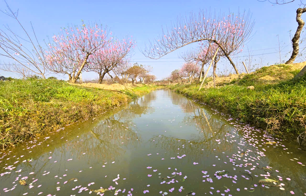 Hoa đào nở rộ, người trồng đào lo mất Tết - Ảnh 13.