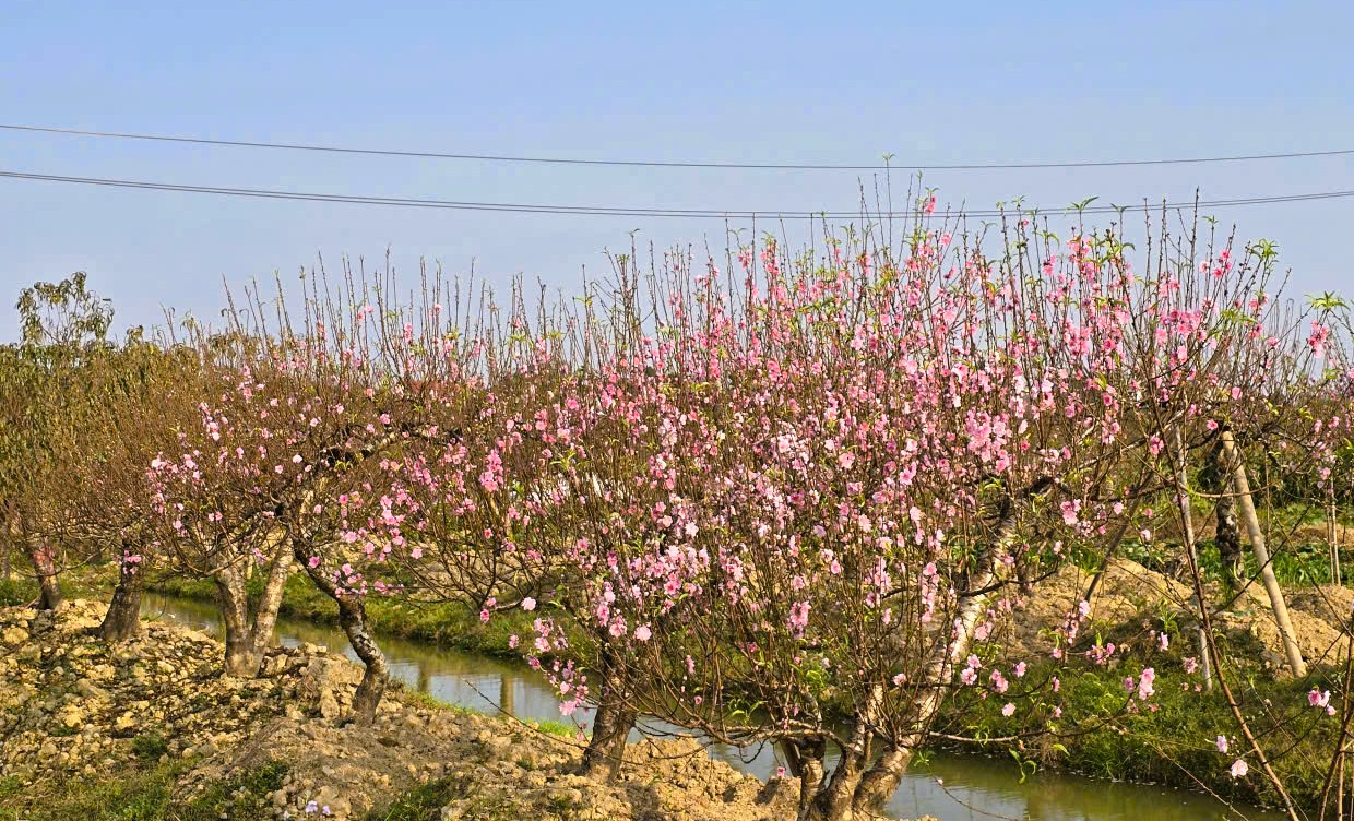 Hoa đào nở rộ, người trồng đào lo mất Tết - Ảnh 1.