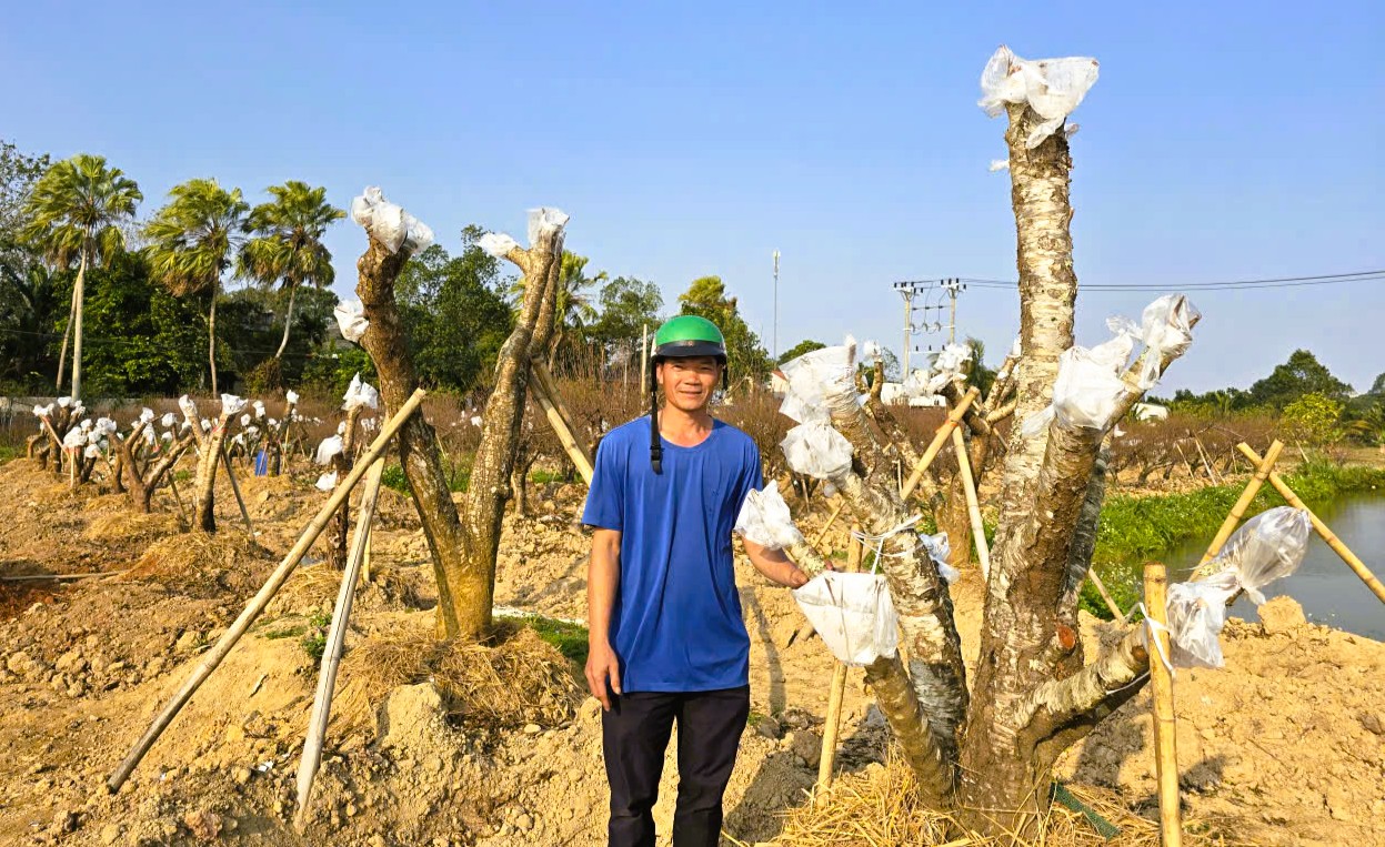 Hoa đào nở rộ, người trồng đào lo mất Tết - Ảnh 8.