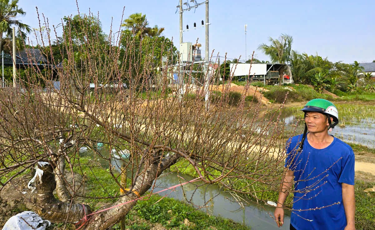 Hoa đào nở rộ, người trồng đào lo mất Tết - Ảnh 11.