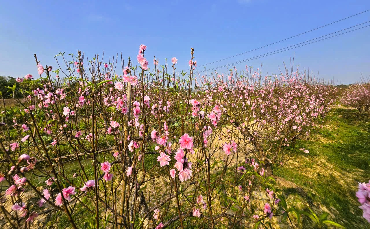 Hoa đào nở rộ, người trồng đào lo mất Tết - Ảnh 3.