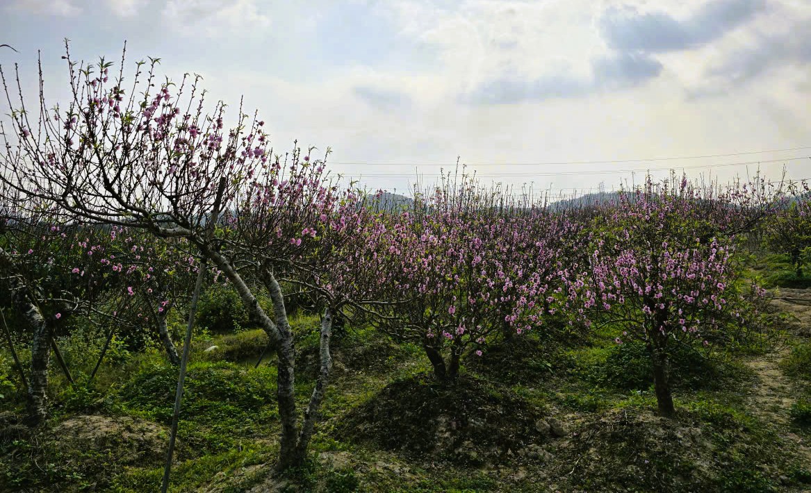 Hoa đào nở rộ, người trồng đào lo mất Tết - Ảnh 5.