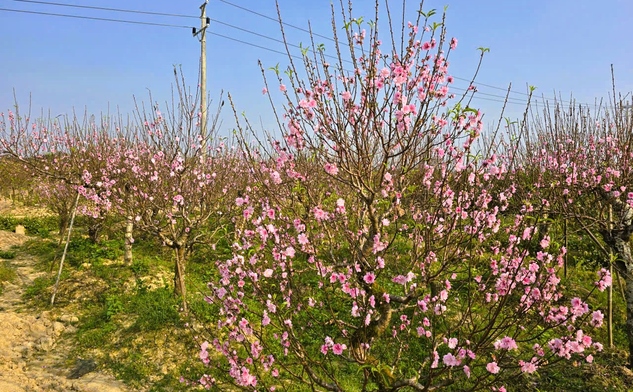 Hoa đào nở rộ, người trồng đào lo mất Tết - Ảnh 7.