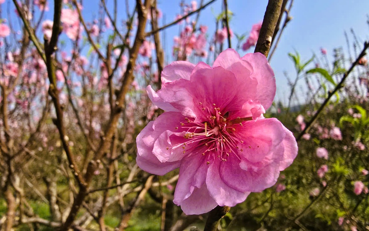 Hoa đào nở rộ, người trồng đào lo mất Tết - Ảnh 14.