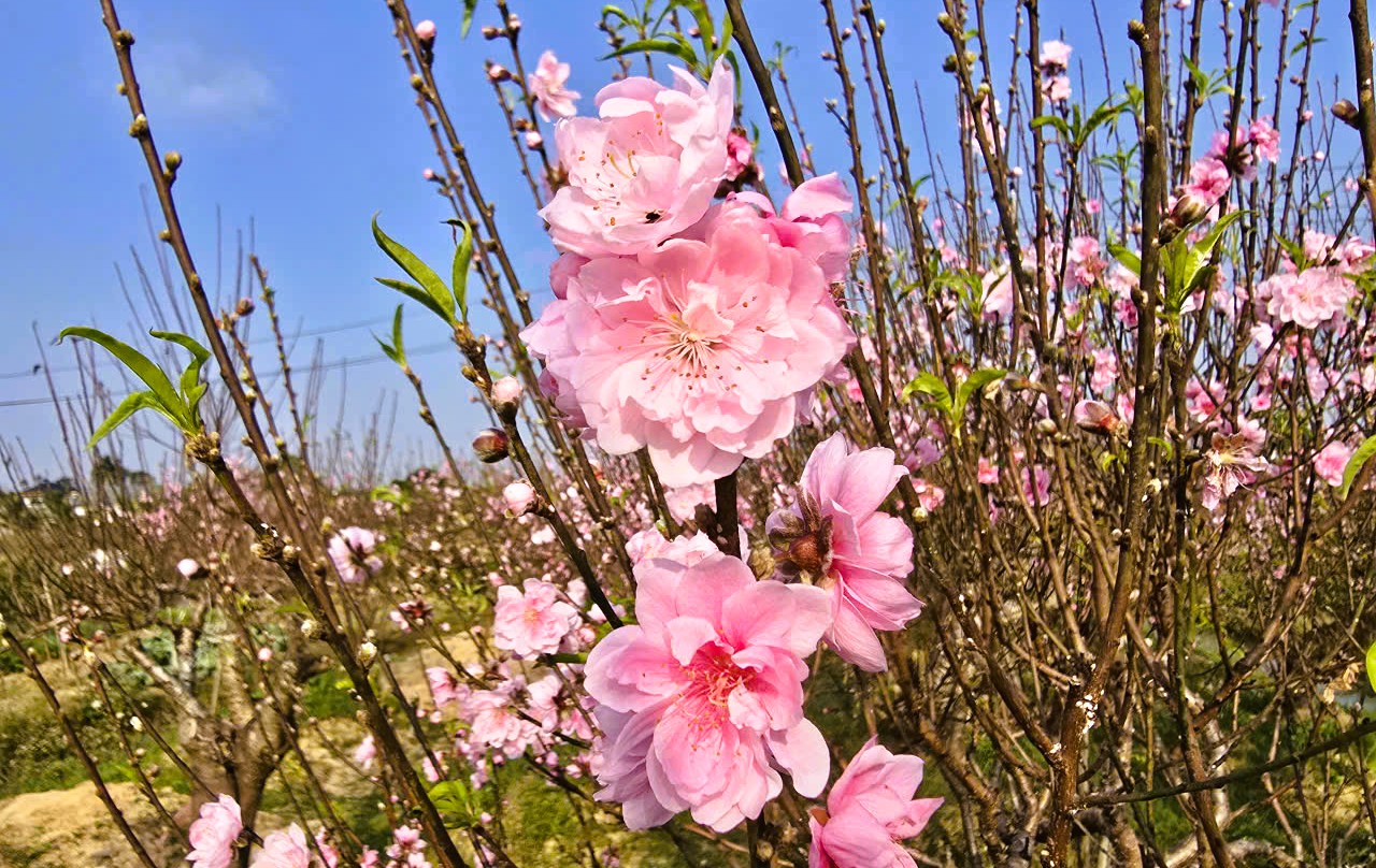 Hoa đào nở rộ, người trồng đào lo mất Tết - Ảnh 16.