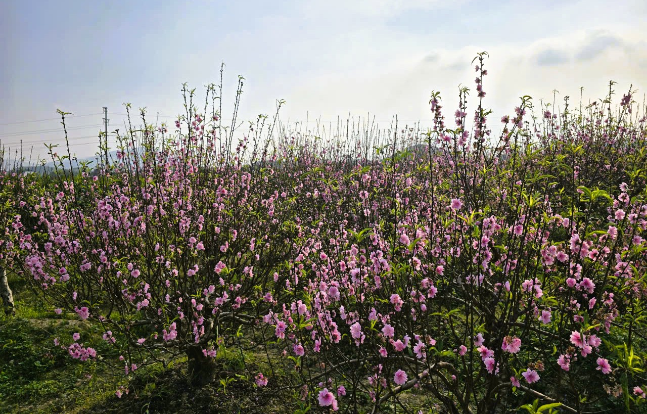 Hoa đào nở rộ, người trồng đào lo mất Tết - Ảnh 6.