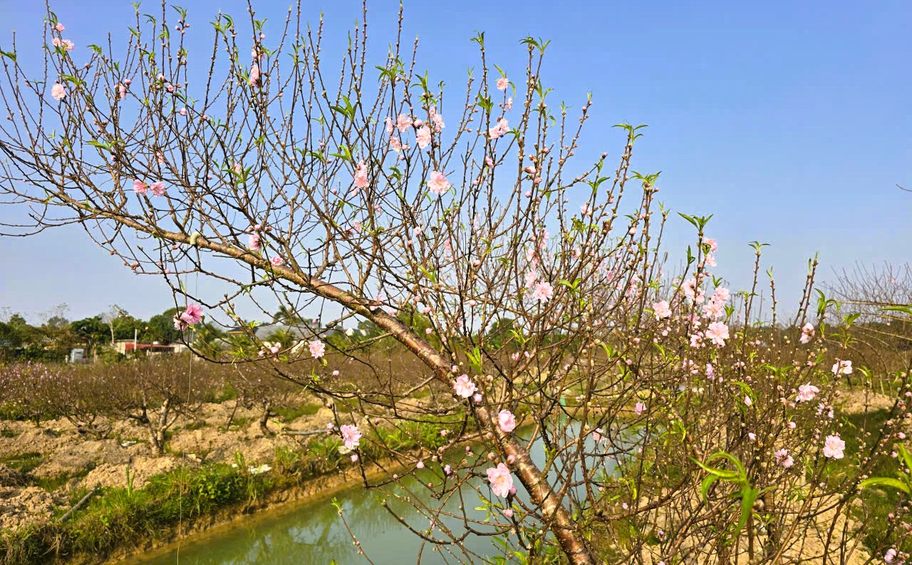 Hoa đào nở rộ, người trồng đào lo mất Tết - Ảnh 15.