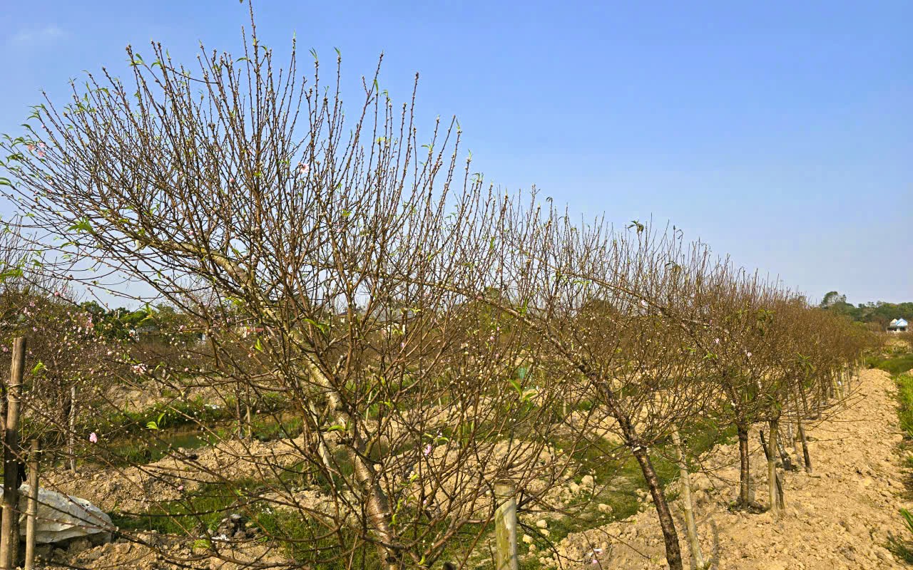 Hoa đào nở rộ, người trồng đào lo mất Tết - Ảnh 12.