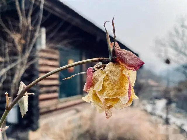 Thầy phong thủy nhắc: Có 4 cây "phá tài", hại sức khỏe, gia chủ tuyệt đối đừng đặt ở ban công - Ảnh 2.