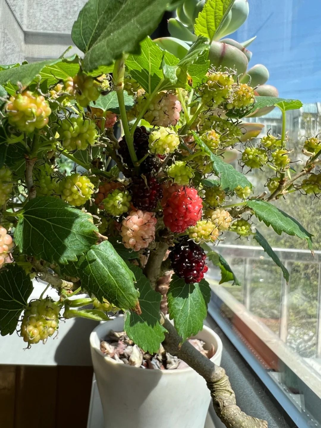 Thầy phong thủy nhắc: Có 4 cây "phá tài", hại sức khỏe, gia chủ tuyệt đối đừng đặt ở ban công - Ảnh 1.