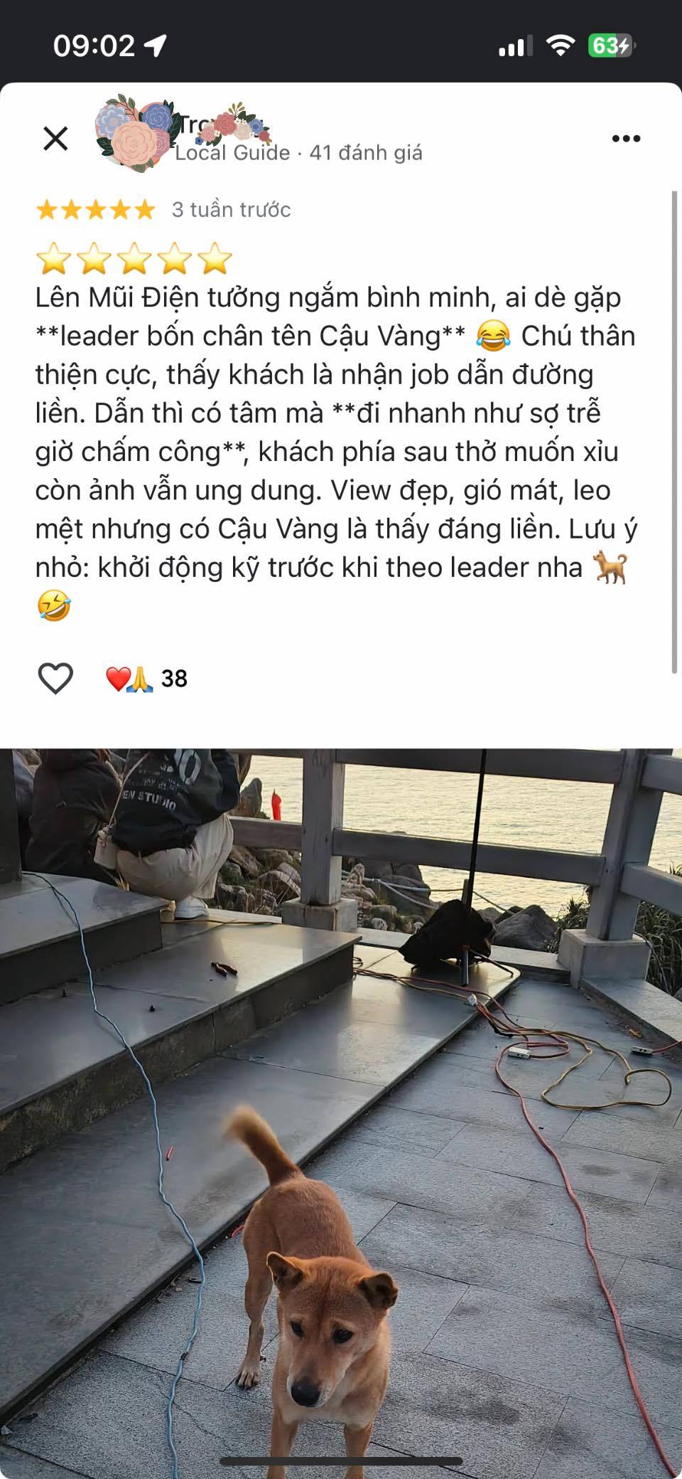 Chú chó vàng được đánh giá 5 sao trên Google Maps vì dẫn đường khách du lịch quá có tâm- Ảnh 2. Chú chó vàng được đánh giá 5 sao trên Google Maps vì dẫn đường khách du lịch quá có tâm- Ảnh 2.