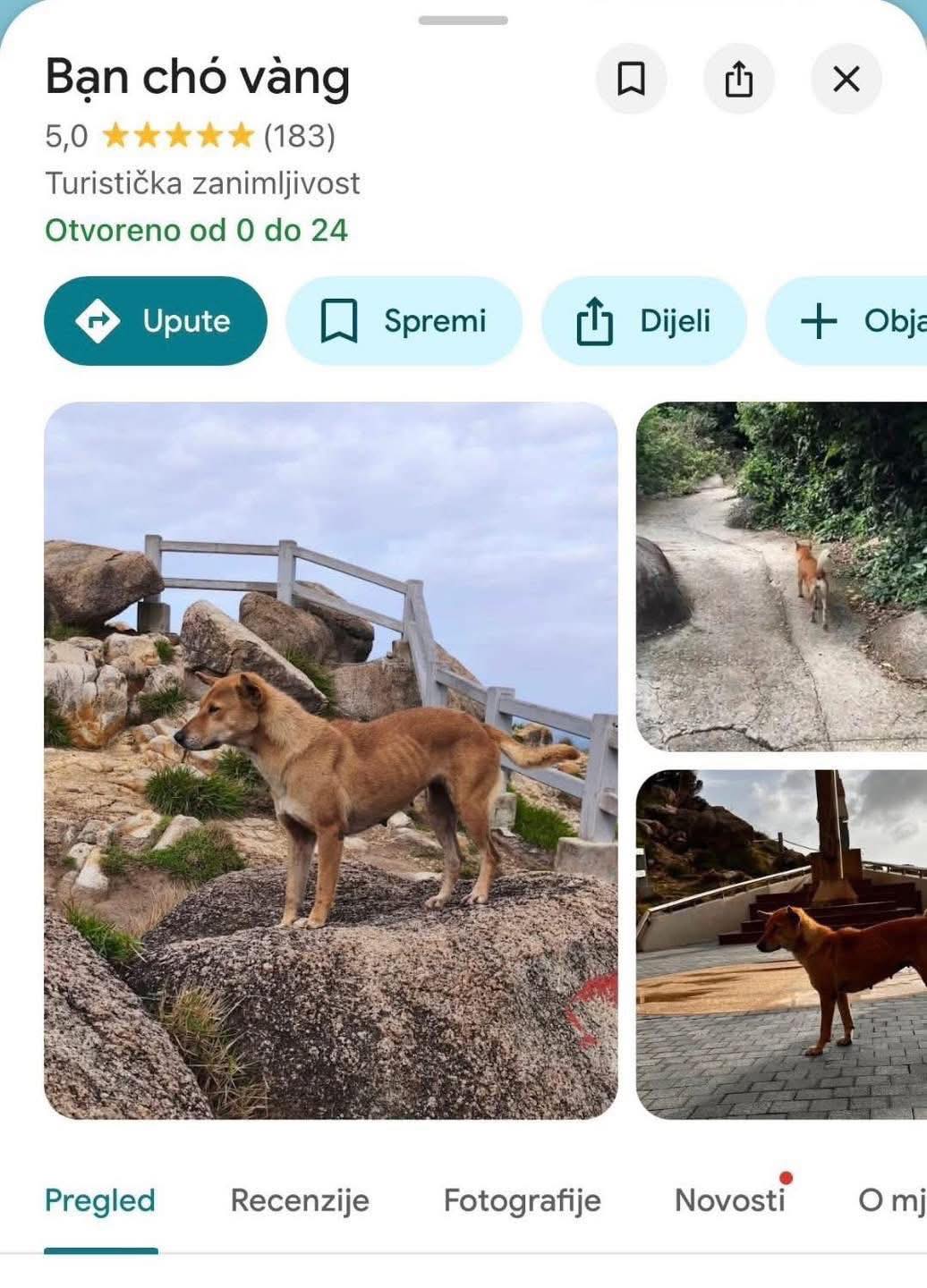 Chú chó vàng được đánh giá 5 sao trên Google Maps vì dẫn đường khách du lịch quá có tâm- Ảnh 4. Chú chó vàng được đánh giá 5 sao trên Google Maps vì dẫn đường khách du lịch quá có tâm- Ảnh 4.