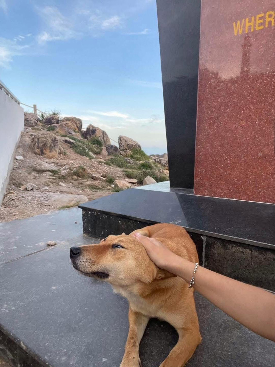 Chú chó vàng được đánh giá 5 sao trên Google Maps vì dẫn đường khách du lịch quá có tâm- Ảnh 1. Chú chó vàng được đánh giá 5 sao trên Google Maps vì dẫn đường khách du lịch quá có tâm- Ảnh 1.