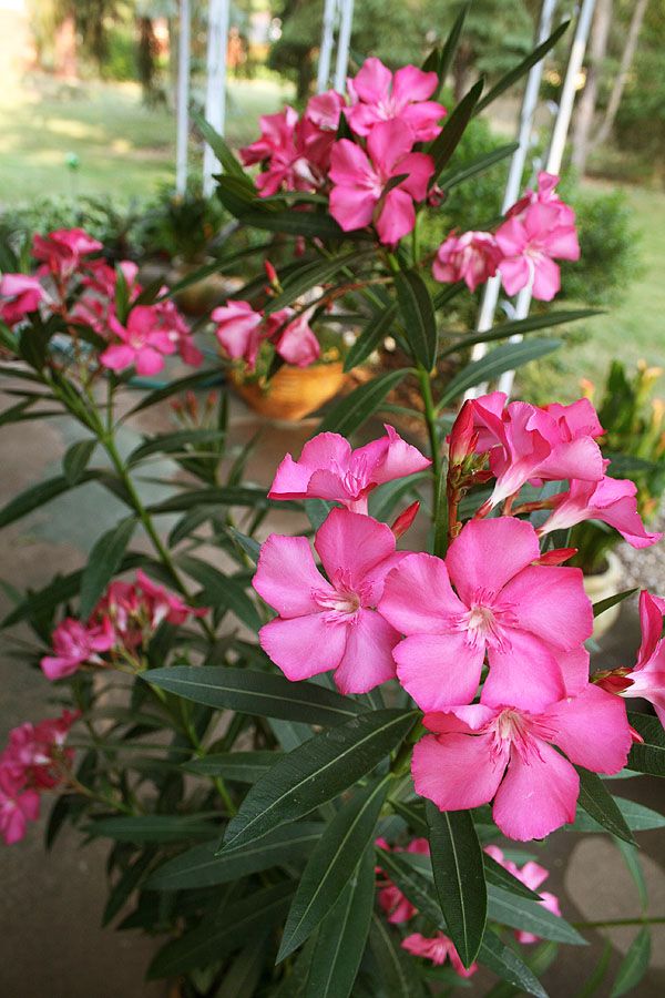 Thầy phong thủy nhắc: Có 4 cây "phá tài", hại sức khỏe, gia chủ tuyệt đối đừng đặt ở ban công - Ảnh 3.