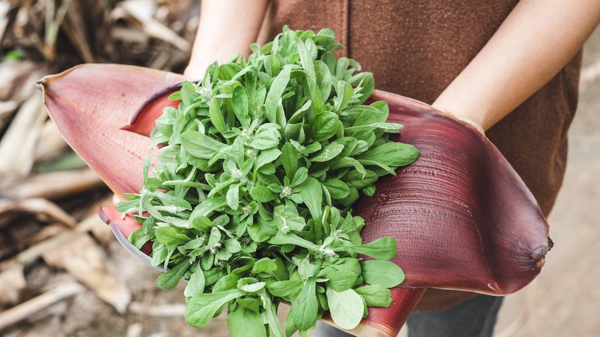 Từng bị coi là cỏ dại, 5 loại rau này được săn lùng như "đặc sản thiên nhiên": Ăn đúng rất tốt cho sức khỏe - Ảnh 2. Từng bị coi là cỏ dại, 5 loại rau này được săn lùng như "đặc sản thiên nhiên": Ăn đúng rất tốt cho sức khỏe - Ảnh 2.