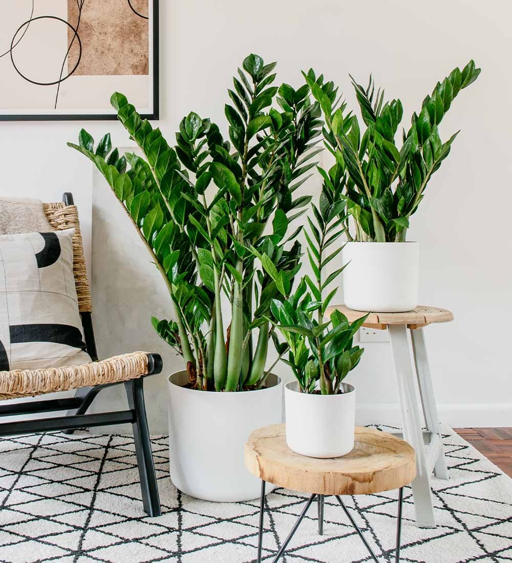 8 loại cây "rước" tài lộc, may mắn đến nhà vào năm 2026- Ảnh 3.