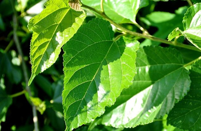 Loại lá "chuyên nuôi sâu" của Việt Nam hóa ra lại là dược liệu vừa hỗ trợ kiểm soát đường huyết, làm sáng da, lại giúp tóc đen khỏe- Ảnh 2.