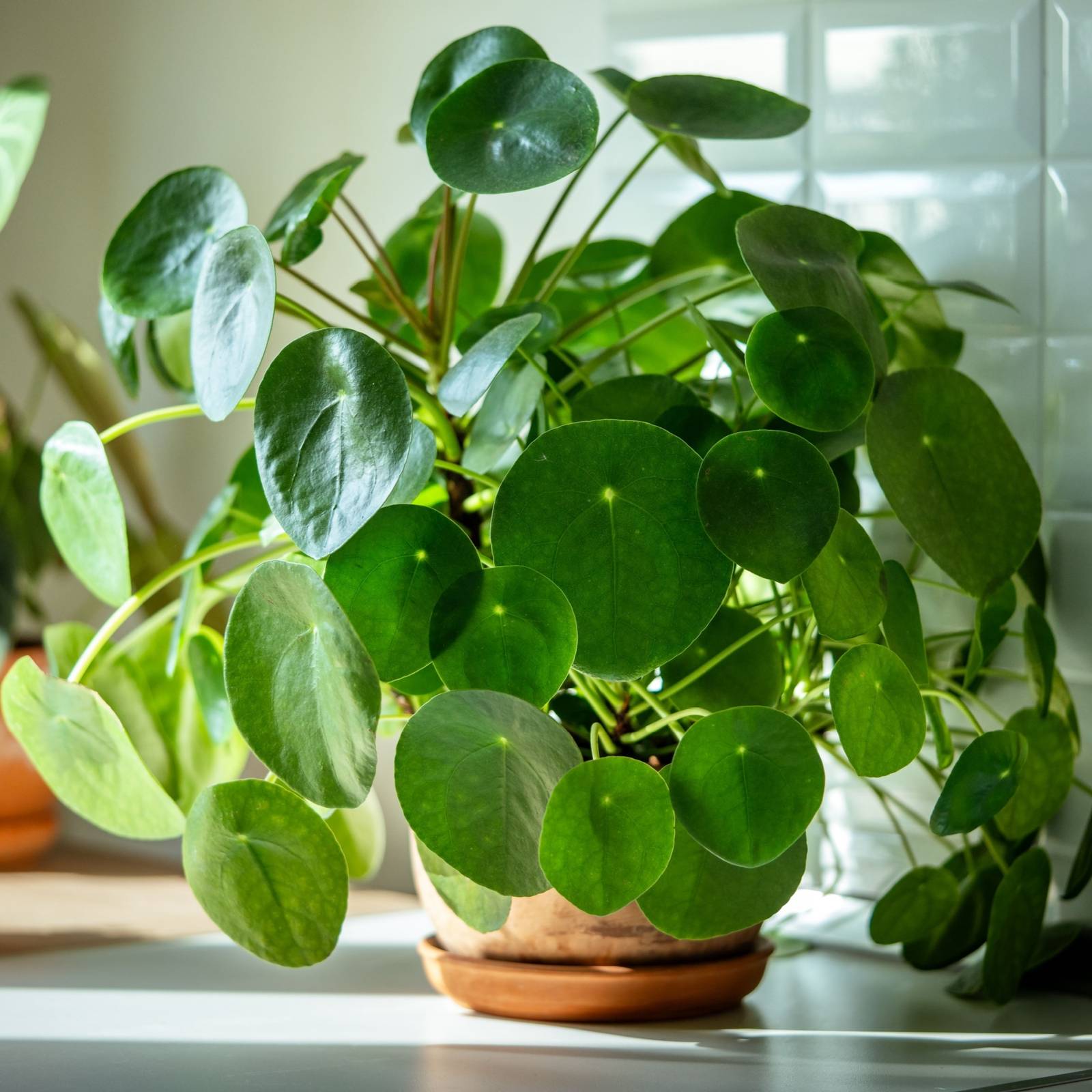 8 loại cây "rước" tài lộc, may mắn đến nhà vào năm 2026- Ảnh 6.