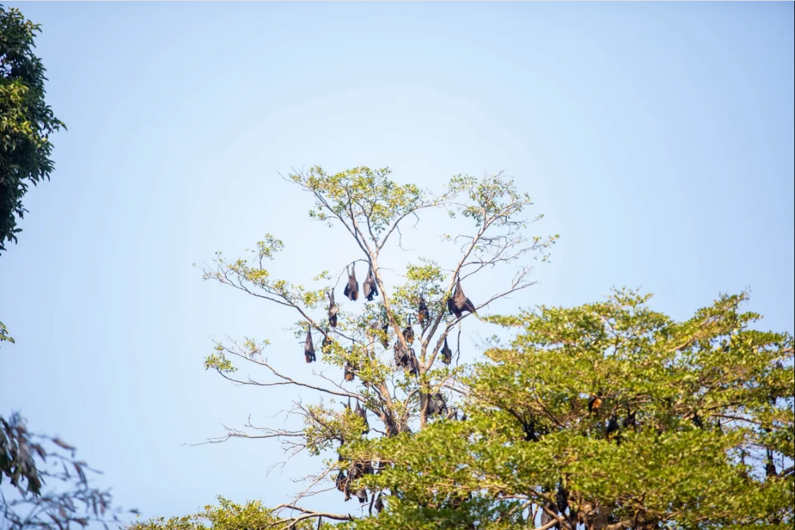 Hàng nghìn sinh vật đu kín ngọn cây ở khu dân cư suốt ngày đêm, người dân thấp thỏm vì 1 nguy cơ tiềm ẩn - Ảnh 3.