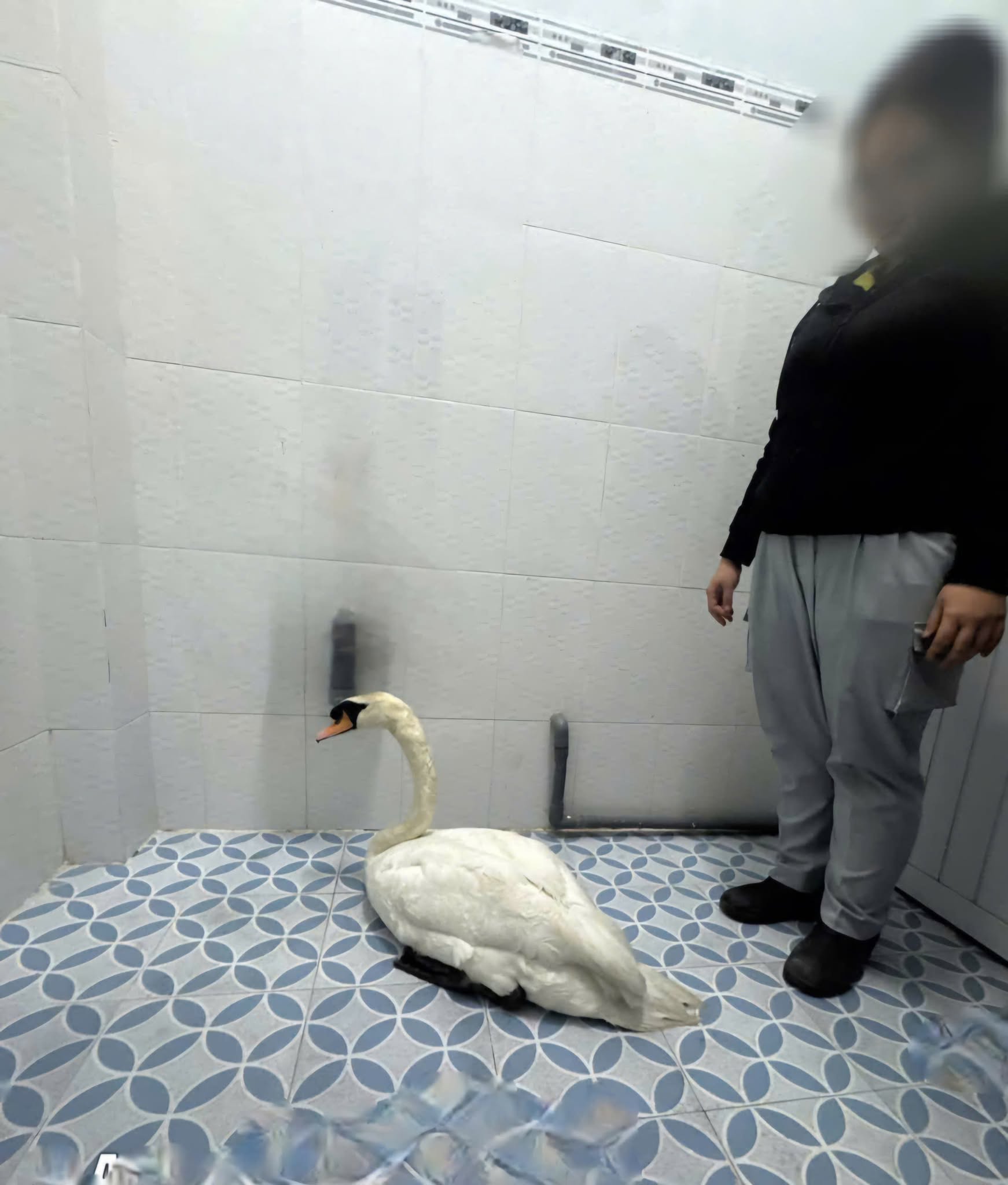 Sau vụ bắt cóc hy hữu, con thiên nga trắng còn lại tại Thảo Cầm Viên trong tình trạng khác lạ khiến nhiều người lo lắng- Ảnh 6. Sau vụ bắt cóc hy hữu, con thiên nga trắng còn lại tại Thảo Cầm Viên trong tình trạng khác lạ khiến nhiều người lo lắng- Ảnh 6.