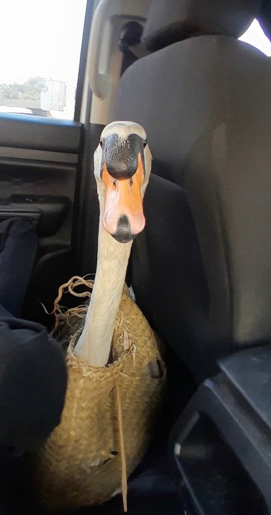 Xuyên đêm giải cứu thiên nga trắng trị giá 60 triệu: Bị cuộn đầu, nhét trong ba lô, dẫn đến stress nặng- Ảnh 2.