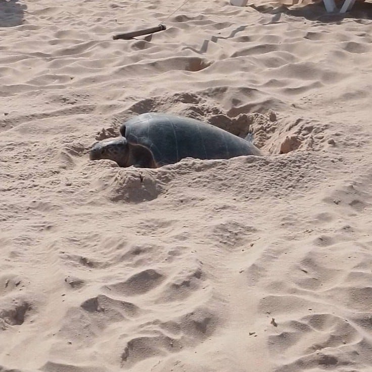 Cả bãi biển sững lại khi sinh vật đẻ một lèo 125 quả trứng, du khách vây quanh xem không rời mắt - Ảnh 1.