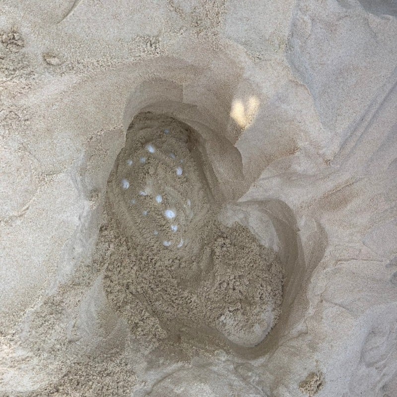 Cả bãi biển sững lại khi sinh vật đẻ một lèo 125 quả trứng, du khách vây quanh xem không rời mắt - Ảnh 2.