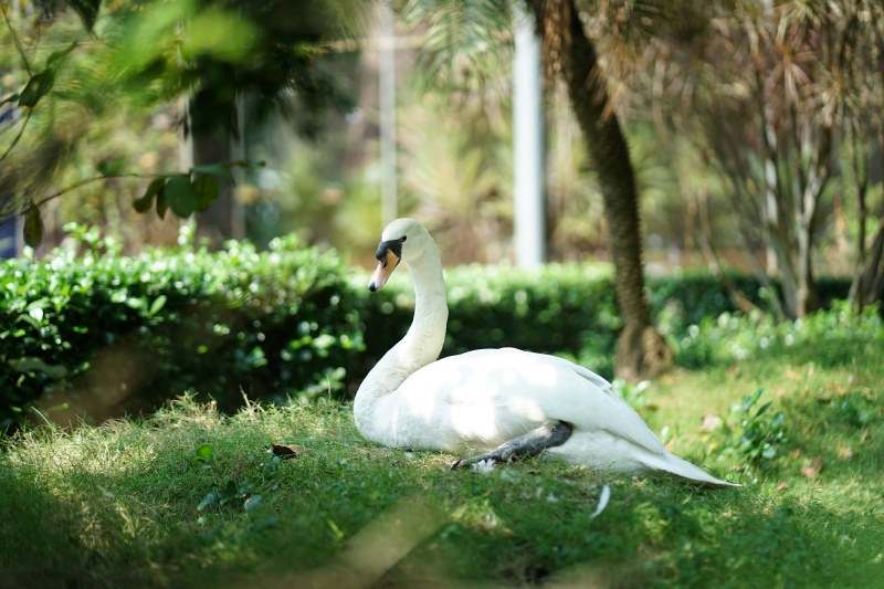 Sau vụ bắt cóc hy hữu, con thiên nga trắng còn lại tại Thảo Cầm Viên trong tình trạng khác lạ khiến nhiều người lo lắng- Ảnh 2. Sau vụ bắt cóc hy hữu, con thiên nga trắng còn lại tại Thảo Cầm Viên trong tình trạng khác lạ khiến nhiều người lo lắng- Ảnh 2.