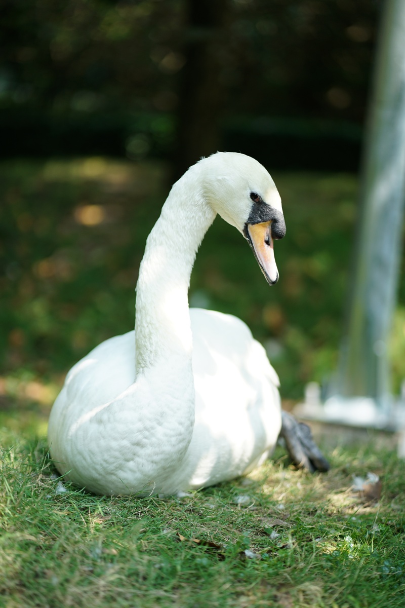 Sau vụ bắt cóc hy hữu, con thiên nga trắng còn lại tại Thảo Cầm Viên trong tình trạng khác lạ khiến nhiều người lo lắng- Ảnh 3. Sau vụ bắt cóc hy hữu, con thiên nga trắng còn lại tại Thảo Cầm Viên trong tình trạng khác lạ khiến nhiều người lo lắng- Ảnh 3.