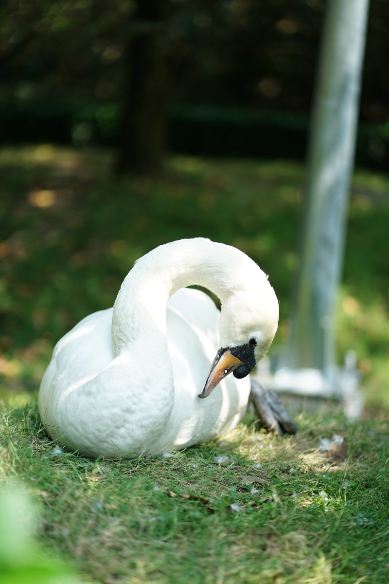Sau vụ bắt cóc hy hữu, con thiên nga trắng còn lại tại Thảo Cầm Viên trong tình trạng khác lạ khiến nhiều người lo lắng- Ảnh 4. Sau vụ bắt cóc hy hữu, con thiên nga trắng còn lại tại Thảo Cầm Viên trong tình trạng khác lạ khiến nhiều người lo lắng- Ảnh 4.